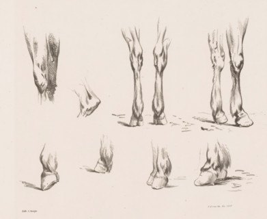Eight studies of horse legs and hooves, Horse Studies from life, print, Series number, 2, 10, Part