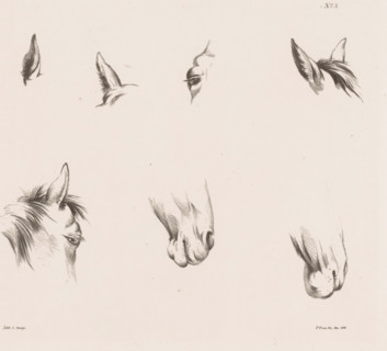 Eight studies of a horse's head, Horse Studies from life, print, Series number, 3, 10, Part of a