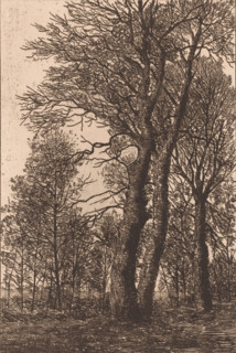 Group of trees, print, printmaker: Emile de Baré (signed by artist), 1865 - 1902, paper, etching,