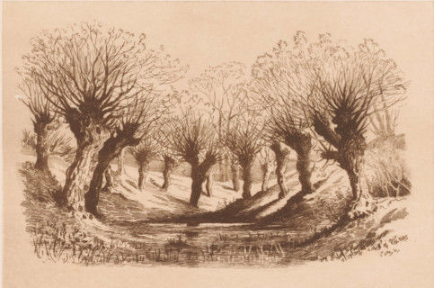 Pollarded willows around a pond, print, mark: 'Antwerpsche Etsers 1880', printmaker: Armand Collard