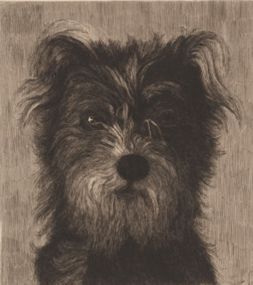 Head of a dog, print, inscription: '3em etat', printmaker: Eugène Cosyns (signed by artist), after