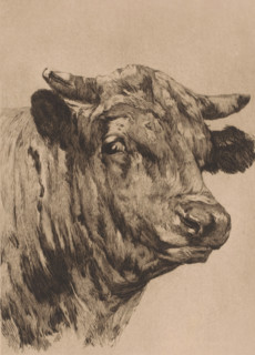 Tête de taureau, Head of a bull, print, annotation: '1e état, tiré à 3 exemplaires', printmaker:
