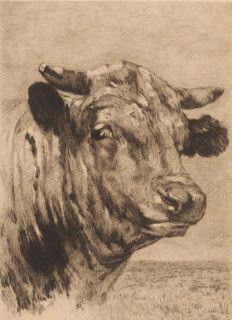 Tête de taureau, Head of a bull, print, annotation: 'dernier état', printmaker: Auguste Danse