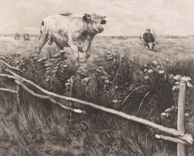 Cows and a bull in the meadow, Les eupatoires, print, annotation: 'dernier état', printmaker: