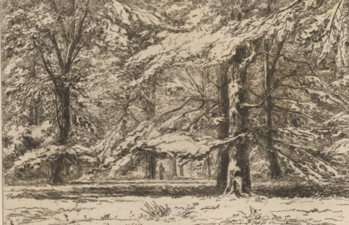 Dans le parc du château de Groeneveld (original title), Bomen op landgoed Kasteel Groeneveld, La