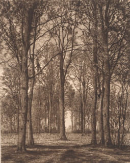 Landscape with trees, print, printmaker: Alfred Elsen, 1878, paper, chine collé, etching, intaglio