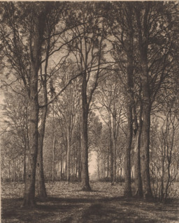 Landscape with trees, print, printmaker: Alfred Elsen, printer (person): Joseph Bouwens, Brussels,