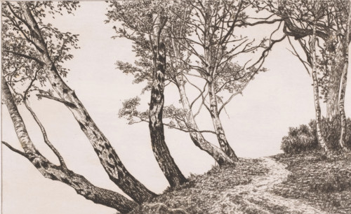 Landscape with birches along a bank, print, inscription: '1e Etat', printmaker: Alfred Elsen