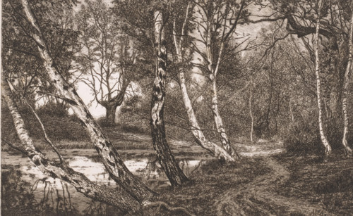 Landscape with birches along a bank, print, inscription: '3e etat unique', printmaker: Alfred