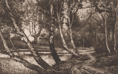 Landscape with birch trees along a bank, print, printmaker: Alfred Elsen, 1860 - 1910, paper, chine
