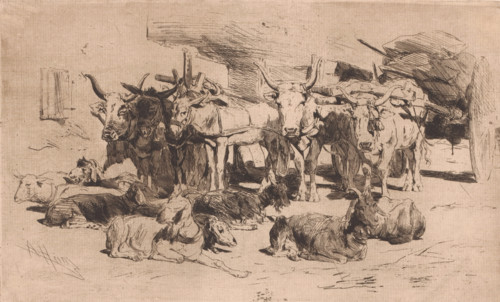 Wagons hitched to oxen and mules, print, printmaker: Armand Heins, 1866 - 1910, paper, etching,