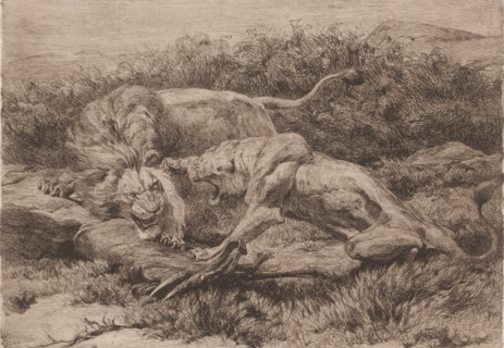 Two lions fighting over an antelope, print, annotation: '1st proof', printmaker: Eugène Van Hove