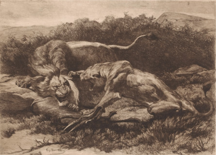 Two lions fighting over an antelope, print, printmaker: Eugène Van Hove (signed by artist), 1879 -