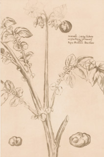 Flowering potato plant, print, annotation: 'Taratoufli à Philipp de Siury, acceptum Viennae 26