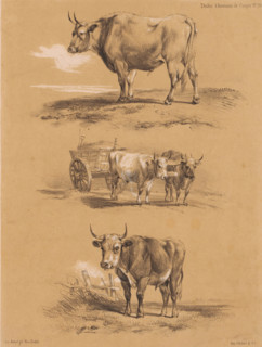 Three studies of oxen and ox cart, Animal studies by Cooper, Études d'Animaux de Cooper, print,