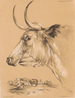 Study of a bovine animal, Animal studies by Cooper, Études d'Animaux de Cooper, print, Series
