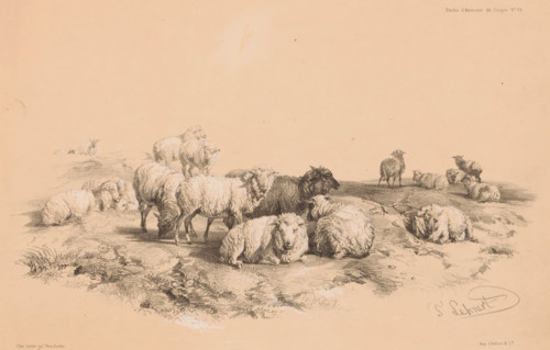 Study of a flock of sheep, Animal studies by Cooper, Études d'Animaux de Cooper, print, Series