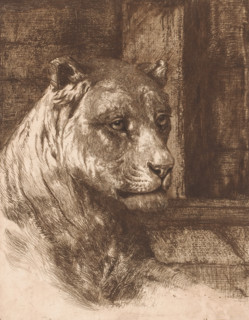 Head of a lying lioness, print, printmaker: attributed to Joseph Schippers, 1878 - 1913, Attributed