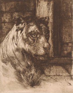 Head of a lying lioness, print, number: '5.', printmaker: attributed to Joseph Schippers, 1878 -