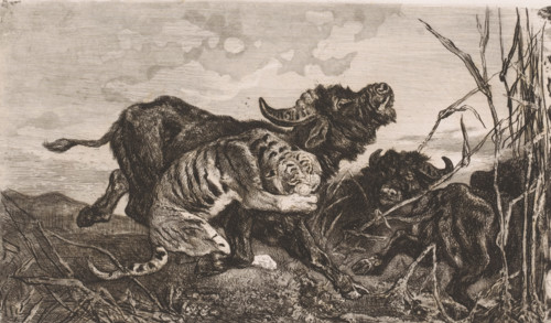 Buffaloes attacked by a tiger, print, printmaker: Charles Verlat, 1868, paper, etching, drypoint,