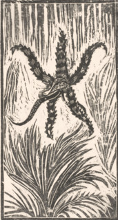 Sea monster, print, printmaker: Janus de Winter (signed by artist), 1892 - 1938, paper, Japanese