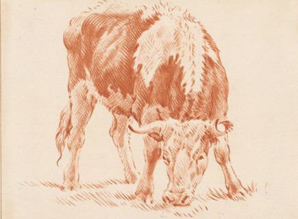 Grazing ox, print, The print is loose in an album, see pages 126-128., inscription: 'J. Cootwijk,