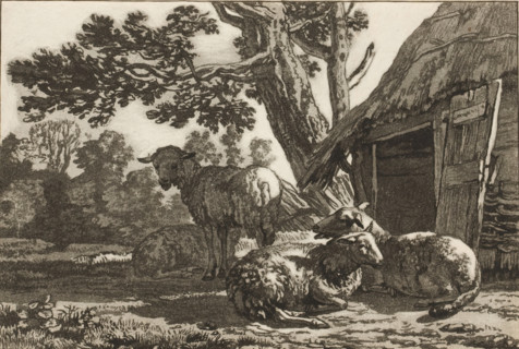 Sheepfold, print, Four sheep by the open sheepfold. The print is loose in an album, see page 44.,