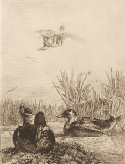 Wild ducks, Wild ducks in a pond, print, Numbered top right: 13., printmaker: Jules Joseph Augustin