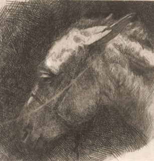 Head of a mule, print, printmaker: Maurits van der Valk, 1867 - 1935, paper, etching, drypoint,
