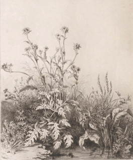 Pool with thistle, Chardon aquatique., Suite de six plantes, print, Series number, 1, 6,