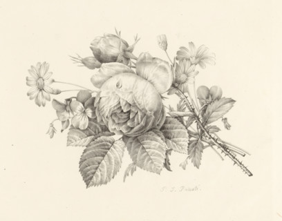 Bouquet with a rose, Receuil de dessins sur pierre, Series of lithographs, print, album page, Print