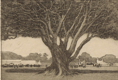 A waringin (original title), Waringin in the garden of the Sultan's palace in Yogyakarta, print, A
