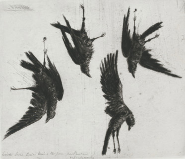 Four dead crows hanging on a wall, print, annotation: 'Pointe Seche ... tiré à ... par