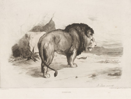 Un vieux lion, Lion, L'eau-forte en 1874, French etching from 1874, print, Series number, 14, 30,
