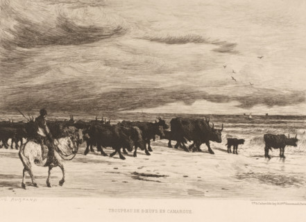 Herd of cattle, Troupeau de boeufs en Camargue, French etchings from 1879, L'eau-forte en 1879,