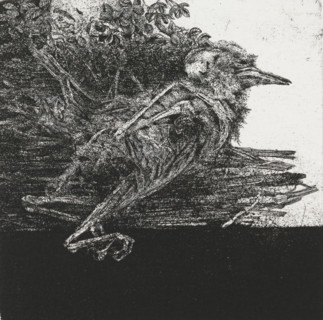 Dead bird, print, Dead, decomposing bird., signature: 'KEES STOOP', edition: '2, 30', printmaker: