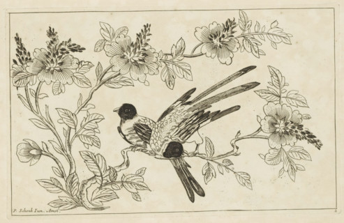 Two birds on a blossoming branch, Chinese flowers and birds, print, album page, ornamental print,