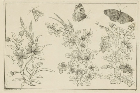 Three flower branches and three butterflies, Chinese flowers and insects, print, album page,