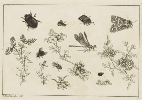 Flower branches with insects, Chinese flowers and insects, print, album page, ornamental print,