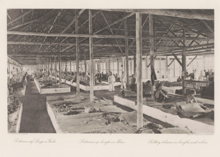 Sorting by length and color, Sorting barn of a tobacco plantation on Sumatra, photomechanical