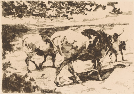 Cattle in the meadow, print, printmaker: Adolf Eduard Herstein (signed by artist), 1879 - 1932,