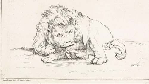 Lying lion, Receuïl de Lions, print, book illustration, A lion lies on the grass. He seems to be