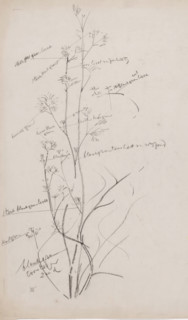 Sketch of an aquatic plant, drawing, draftsman (artist): Gerrit Willem Dijsselhof, 1876 - 1924,