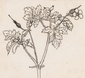 Stork's bill, drawing, book illustration (design), :, draftsman (artist): Willem Wenckebach, in or