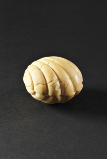 Ivoire de Dieppe : coquille