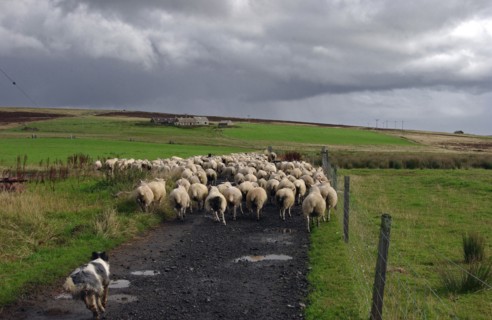 SCOTLAND