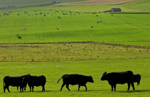 SCOTLAND