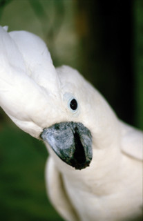Thailand - Albino Animals
