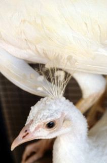 Thailand - Albino Animals