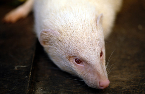 Thailand - Albino Animals